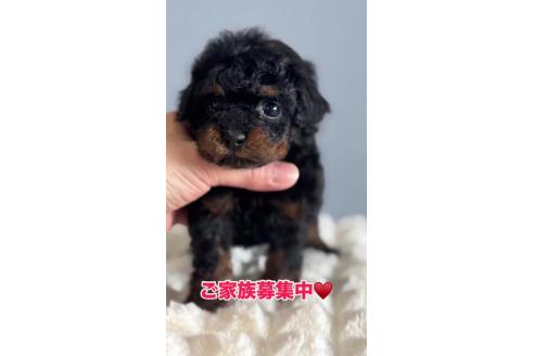 成約済の徳島県のティーカッププードル-372630の3枚目